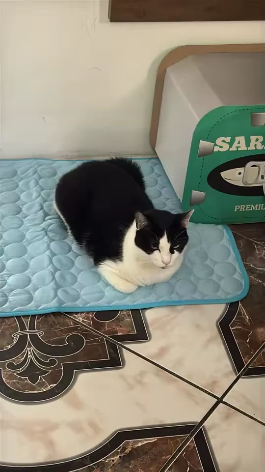 Tuxedo cat loafing on a quilted Aerofold cooling mat