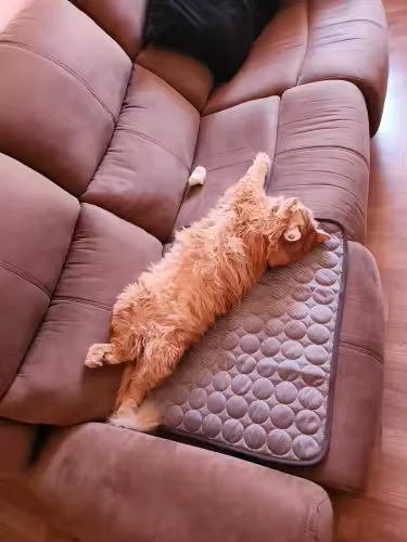 Fluffy cat stretched out on Aerofold mat on the couch