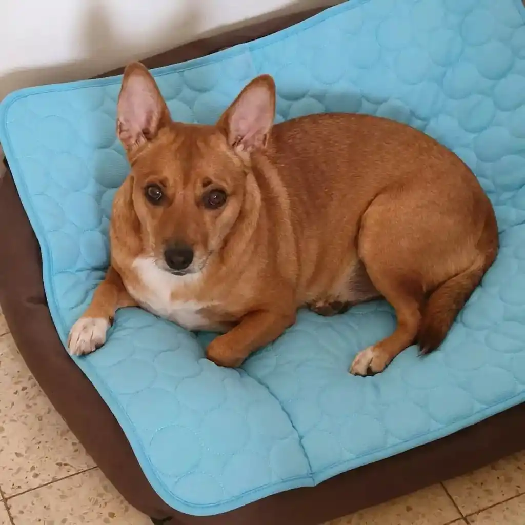 Corgi mix resting on an Aerofold cooling mat placed over the dog bed