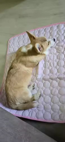 Shiba inu curled up asleep on pink Aerofold cooling mat