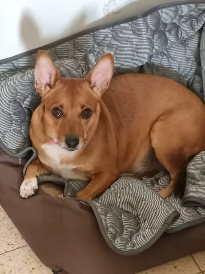 Brown corgi mix curled up on a quilted Aerofold cooling mat on the sofa