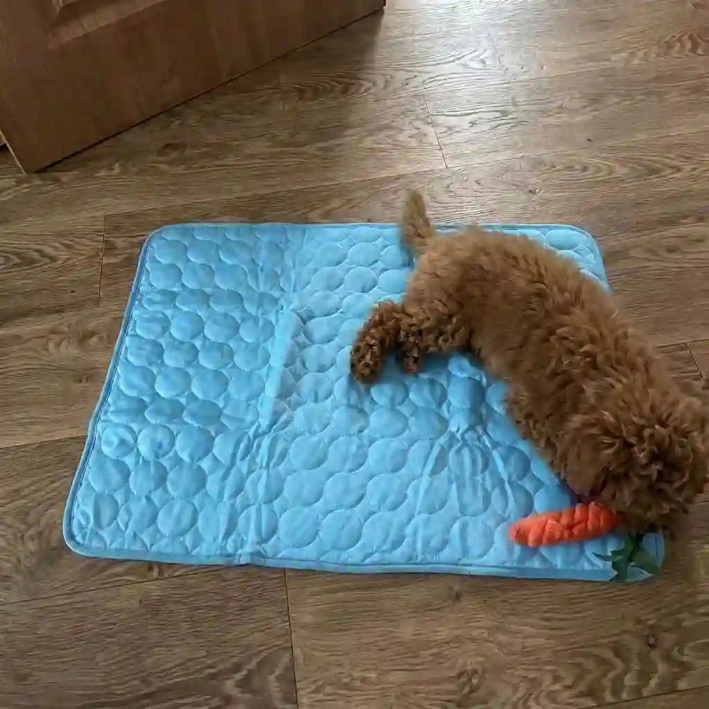 Toy poodle playing with a carrot toy on a blue Aerofold cooling mat