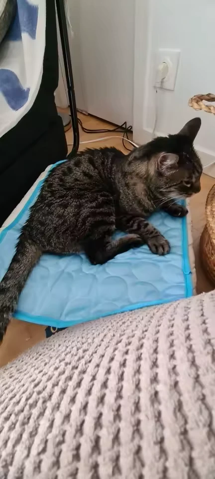 Tabby cat lounging on a blue Aerofold cooling mat
