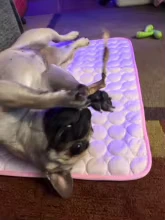 Pug playing with a toy on a purple Aerofold cooling mat