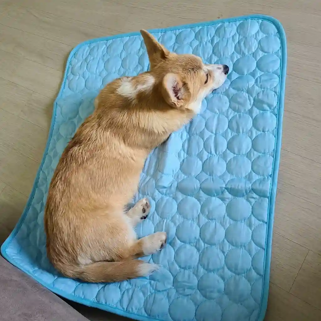 Corgi sleeping curled up on a blue Aerofold cooling mat