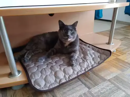 Grey cat lounging on a brown Aerofold cooling mat under a table