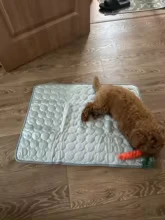 Toy poodle puppy sniffing the Aerofold cooling mat