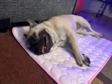 Pug relaxing on the Aerofold cooling mat under soft light