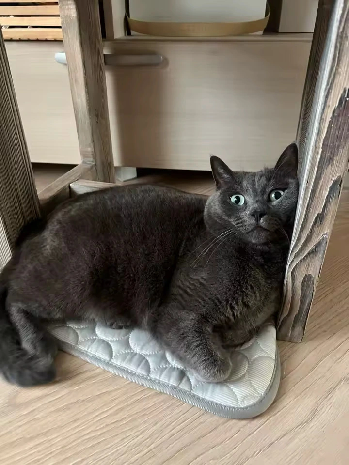 Grey British shorthair cat resting on a small Aerofold cooling mat under a desk