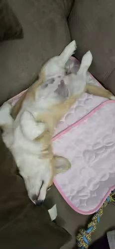 Corgi sleeping belly-up on pink Aerofold cooling mat