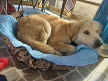 Golden retriever puppy napping on an Aerofold cooling mat in a pet bed