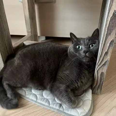 Happy Aerofold pet 8